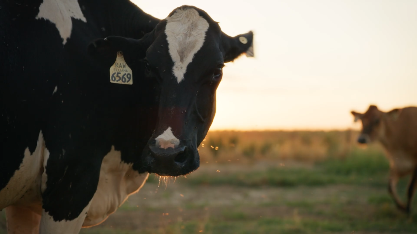 Close-up of a black and white cow in a grassy field at sunset