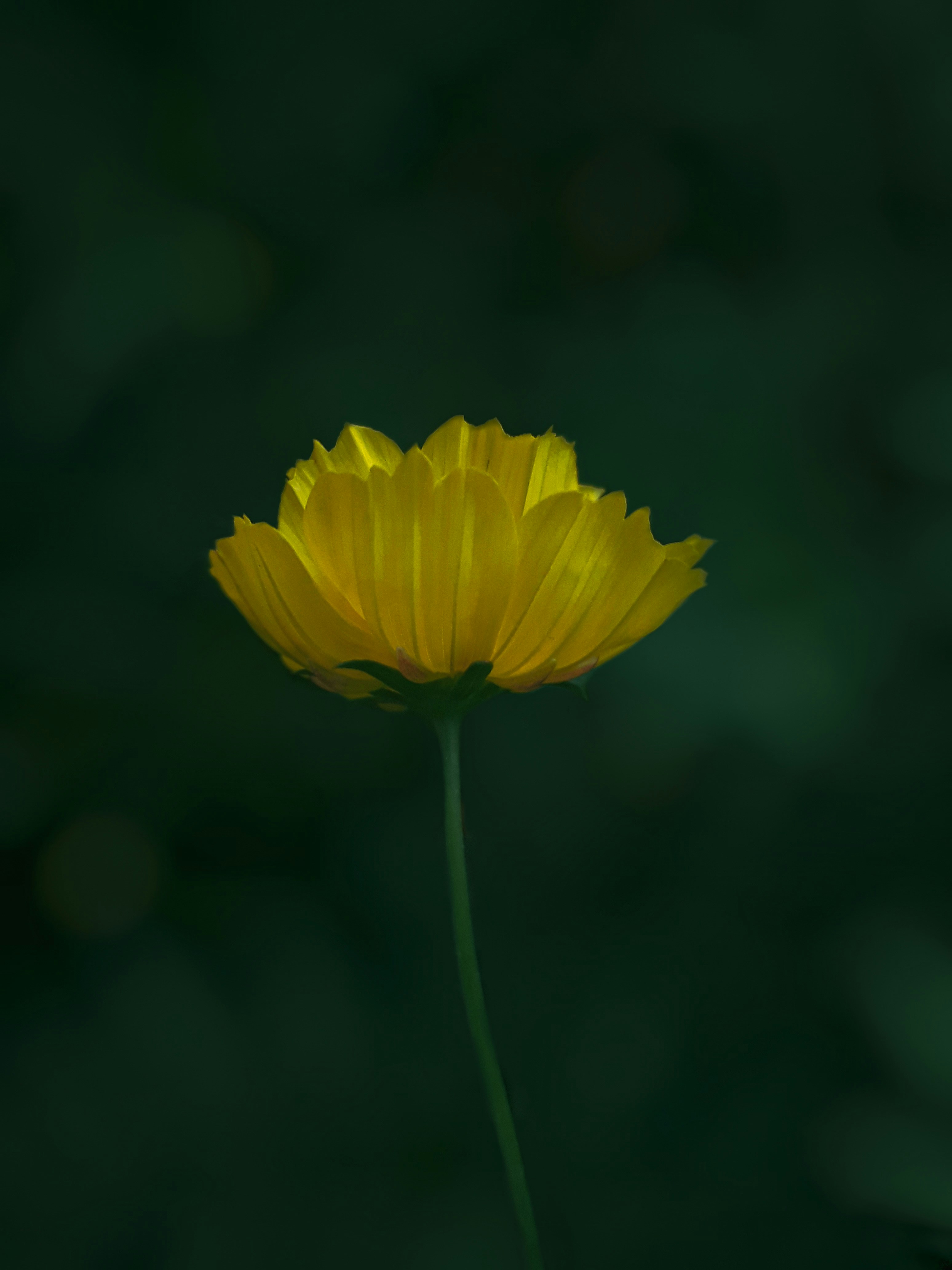 close up photo of yellow flower with blurry green background