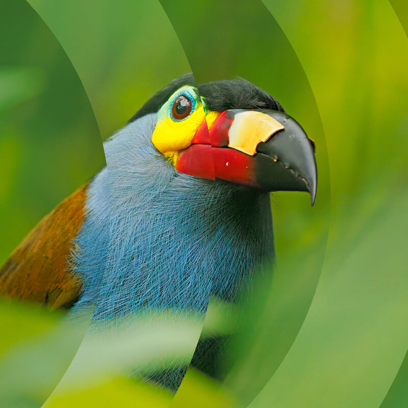 Picture of a toucan
