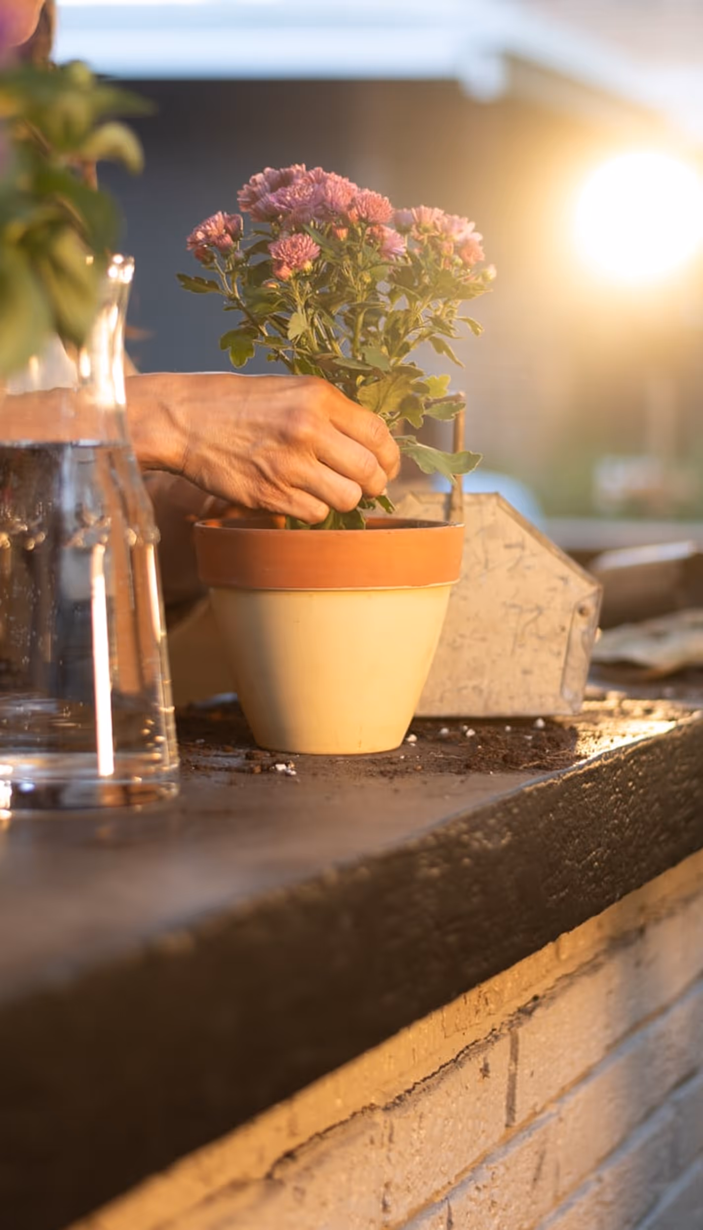 A hand gently adjusts pink flowers in a terracotta pot on a patio ledge at sunset, with a glass pitcher nearby, conveying a serene gardening moment.