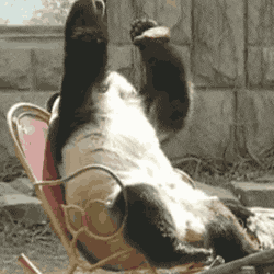Animated GIF of a panda leaning back in a chair and toppling over, used humorously to convey an “oh no!” reaction to the daunting task of maintaining or updating SOPs.