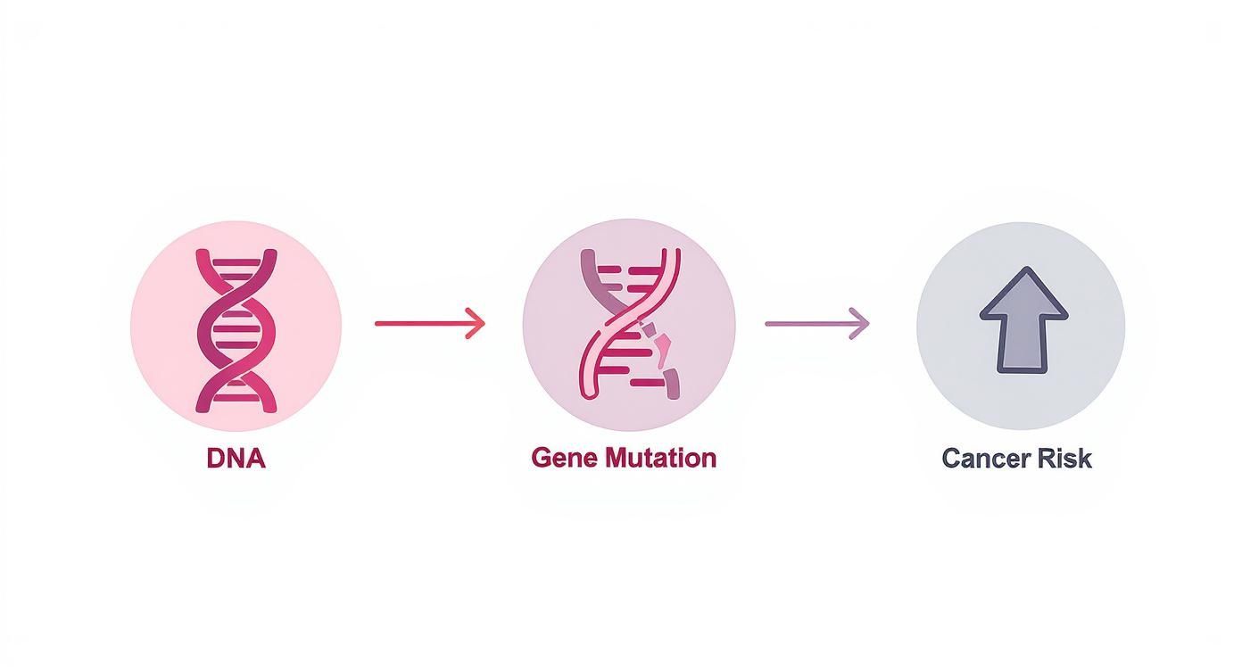 An infographic illustrating how a DNA mutation can lead to an increased risk of cancer.