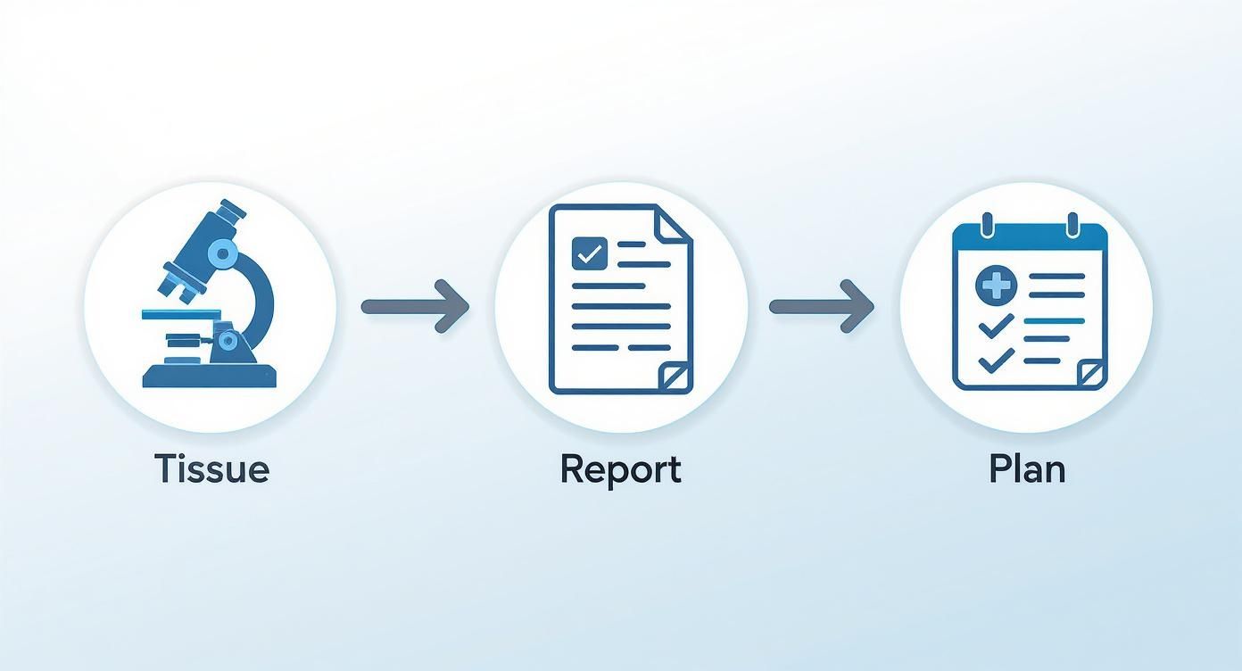 Medical diagnostic workflow illustrating tissue examination, report creation, and personalized treatment plan.