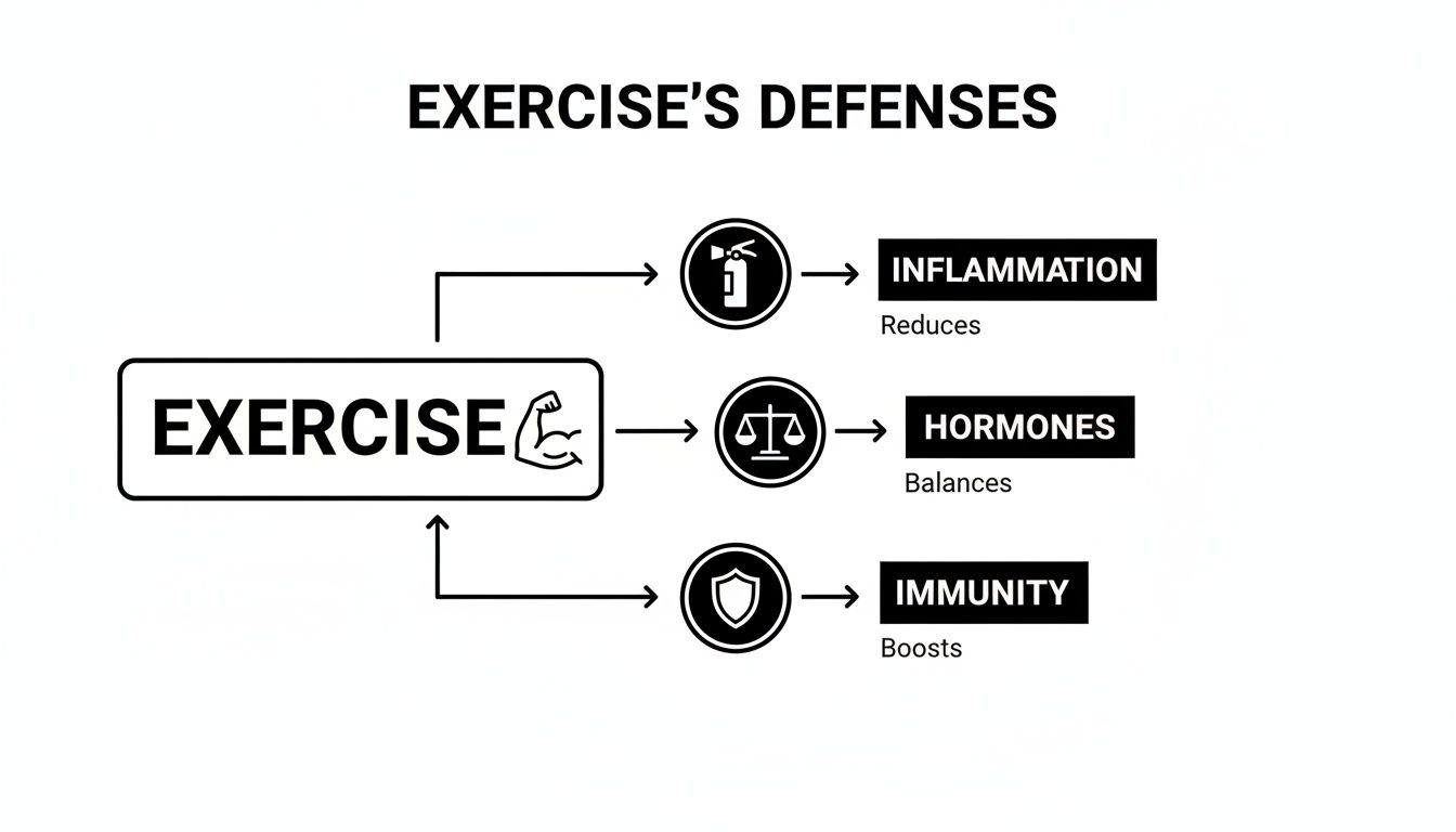 A diagram illustrating exercise's defenses: reducing inflammation, balancing hormones, and boosting immunity.