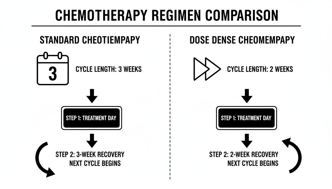 Diagram comparing standard and dose-dense chemotherapy regimens, highlighting 3-week versus 2-week cycles.