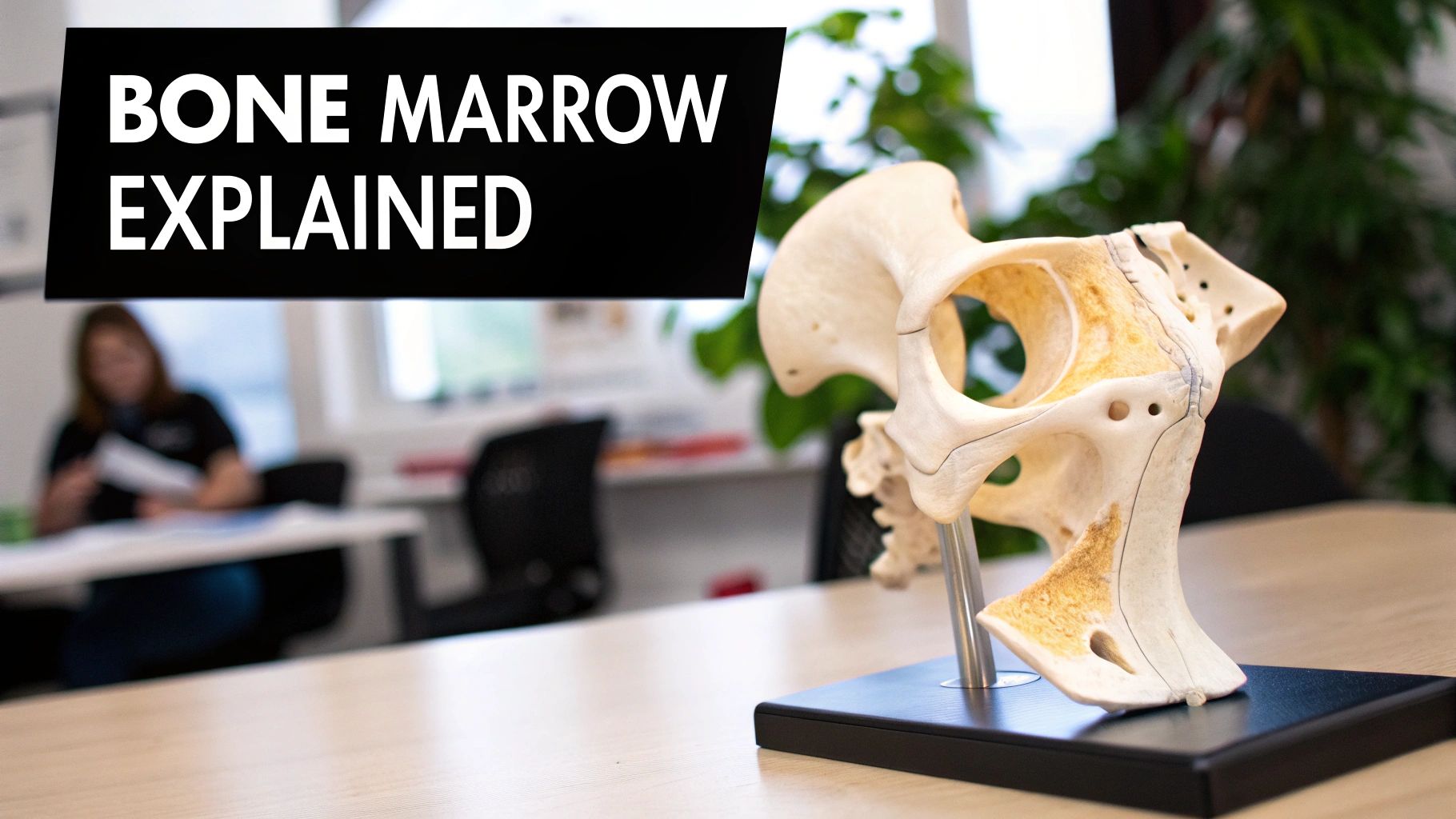 A detailed anatomical model of a human hip bone on a table with a black banner that reads 'BONE MARROW EXPLAINED'.