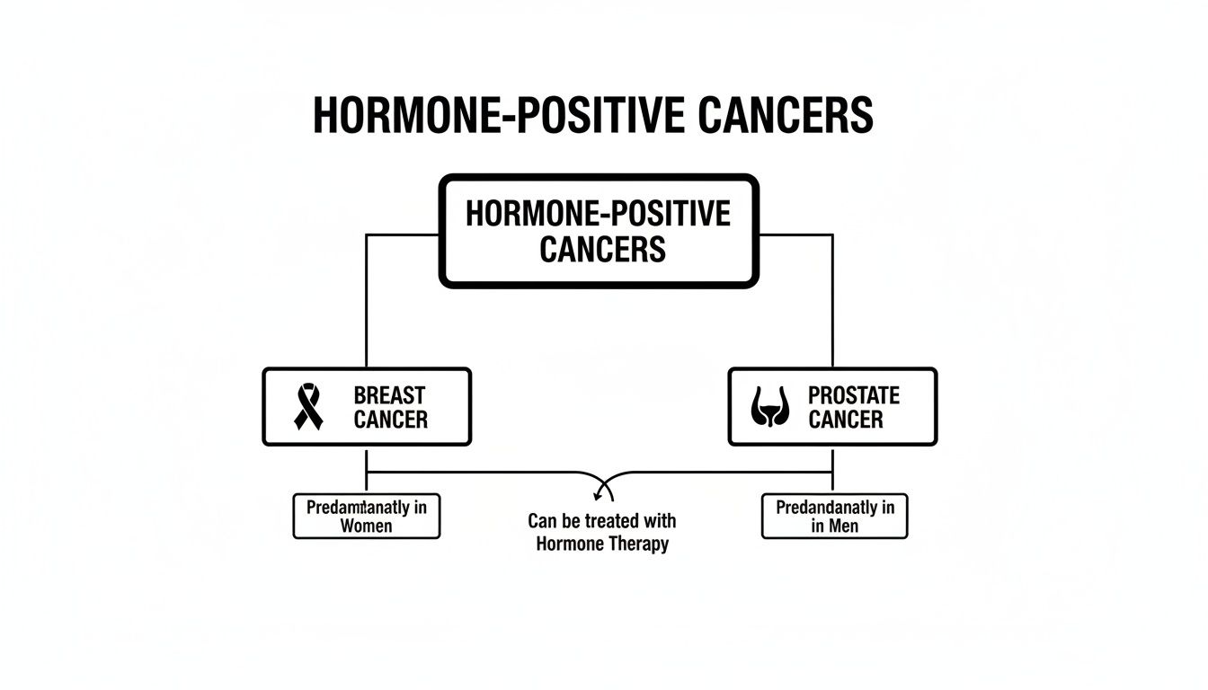 A diagram illustrating hormone-positive cancers, breast cancer (women) and prostate cancer (men), both treatable with hormone therapy.