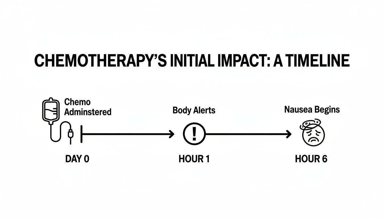 A timeline illustrating chemotherapy's initial impact, from administration to body alerts and the onset of nausea.