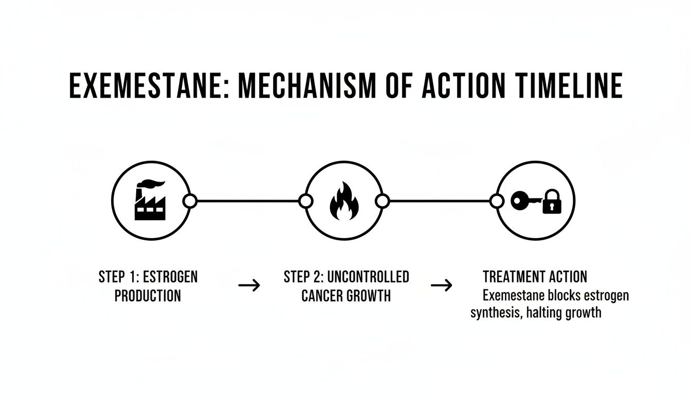 A timeline diagram illustrating Exemestane's mechanism of action: estrogen production, uncontrolled cancer growth, and how Exemestane blocks estrogen synthesis.