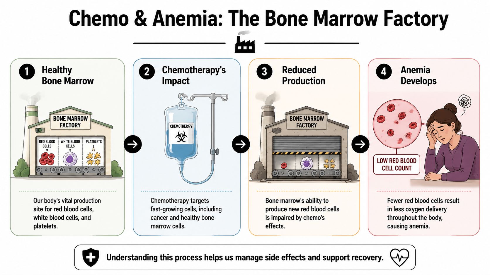 A four-step infographic illustrating how chemotherapy reduces bone marrow production, leading to anemia and low red blood cells.