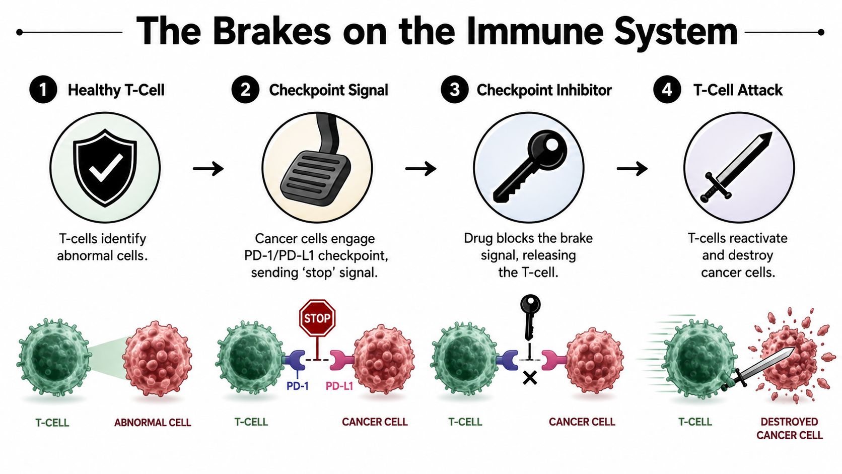 A diagram illustrating how checkpoint inhibitor therapy works to help T-cells identify and destroy cancer cells.