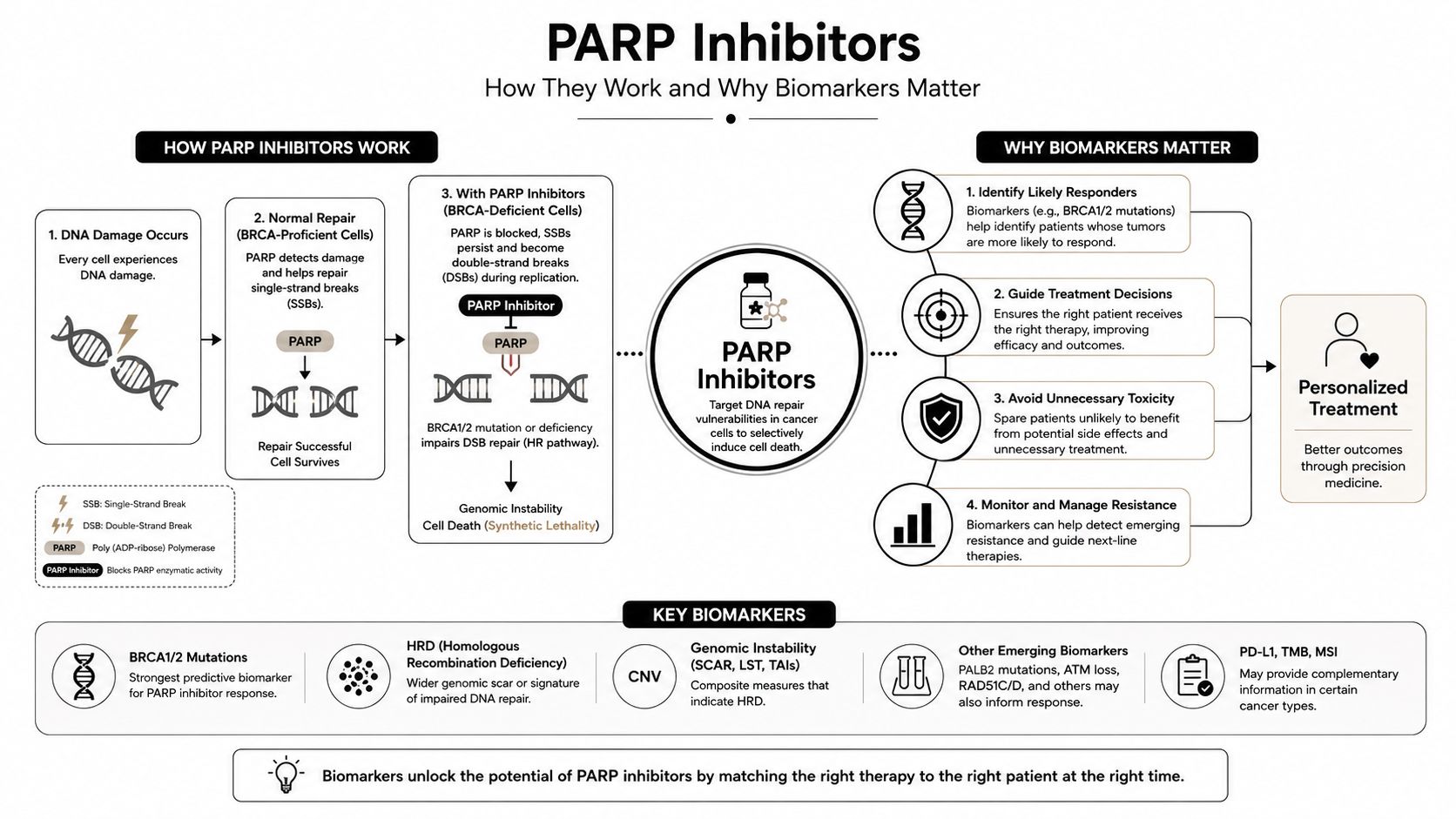 An infographic explaining how PARP inhibitors treat cancer and the importance of using biomarkers for personalized therapy.