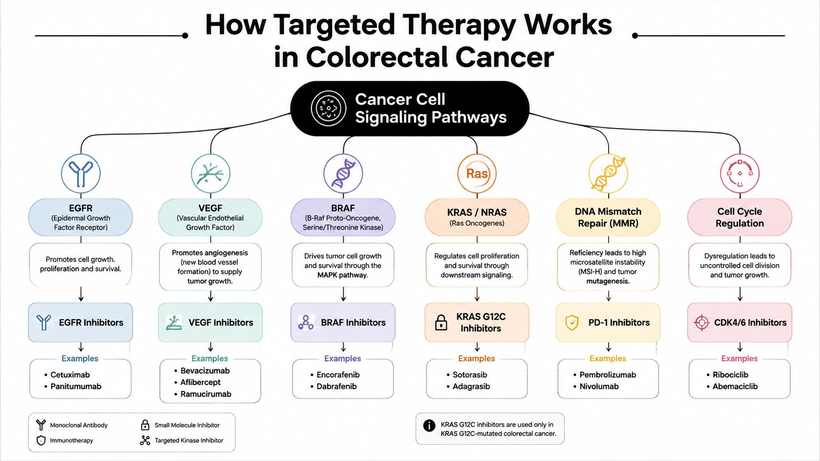 A diagram illustrating various signaling pathways targeted by specific therapies for treating colorectal cancer patients.