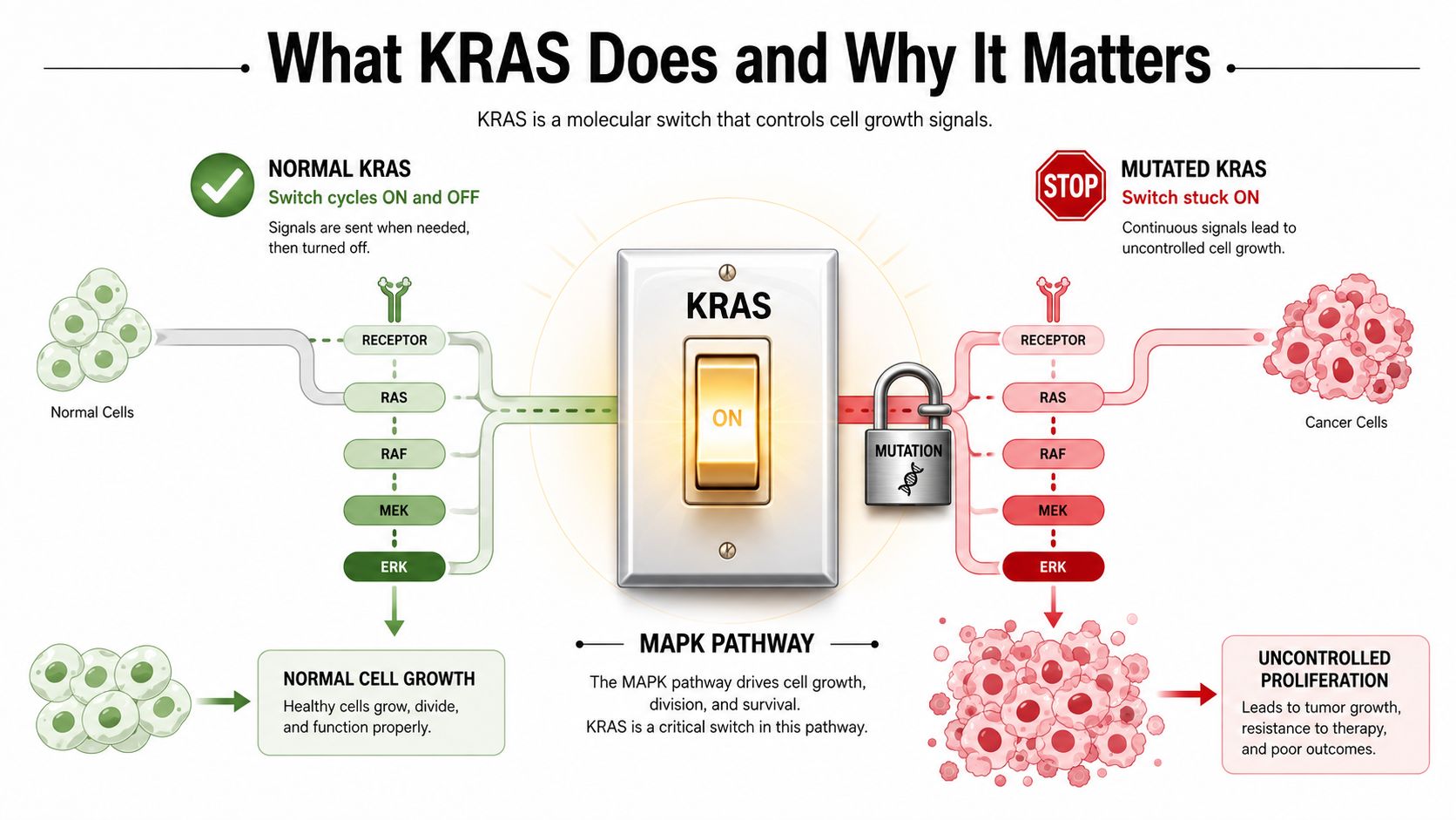 A diagram comparing normal KRAS cell growth signaling with mutated, uncontrolled cancer cell proliferation.