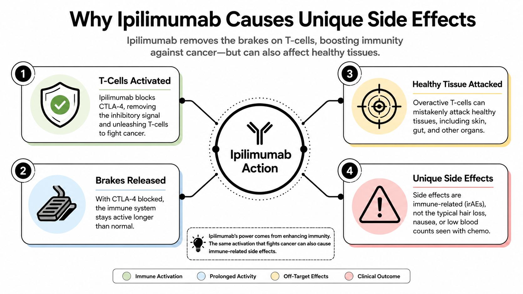 A diagram explaining how the drug Ipilimumab activates T-cells and causes immune-related side effects.