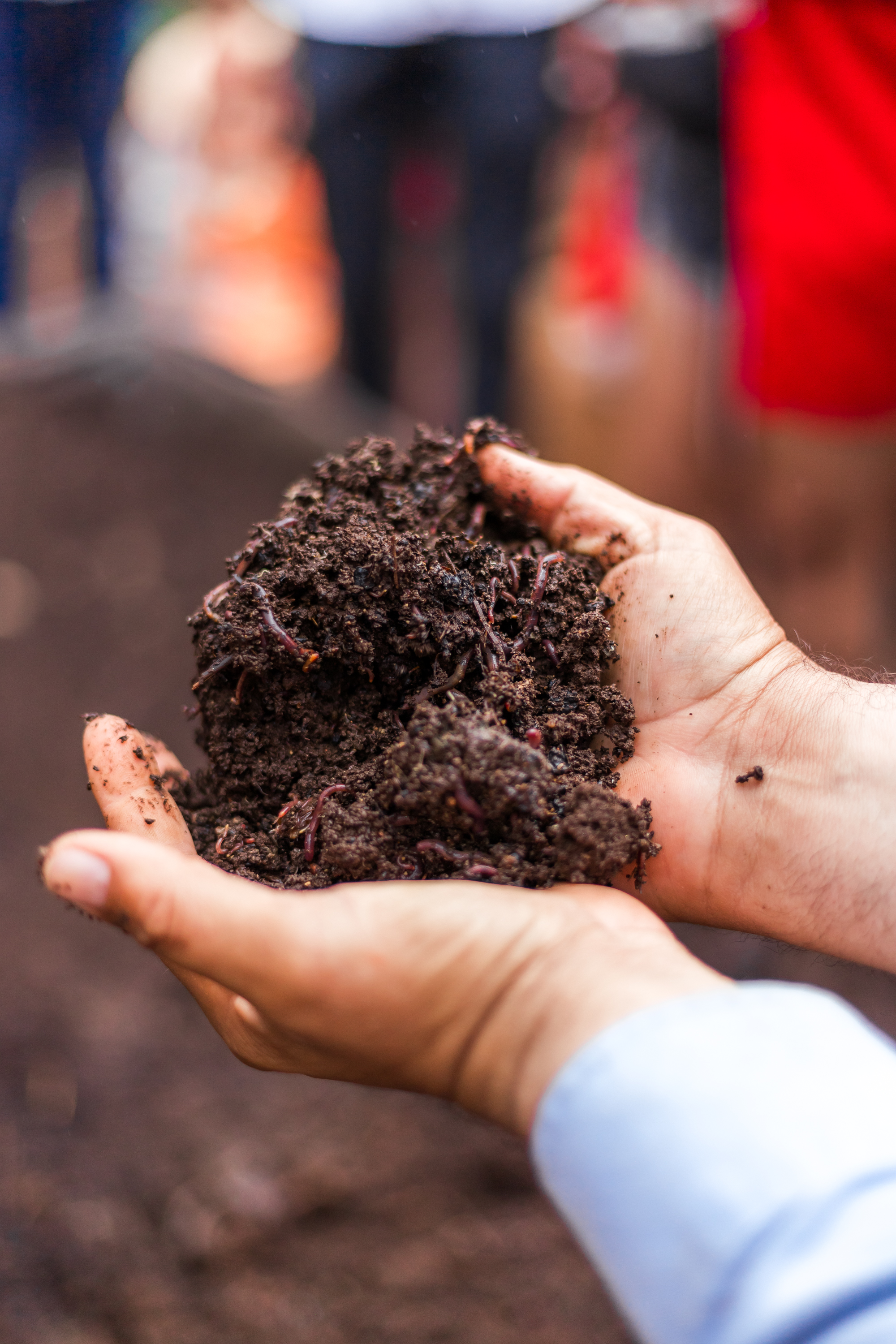 image of vineyard landscape (for a winery)