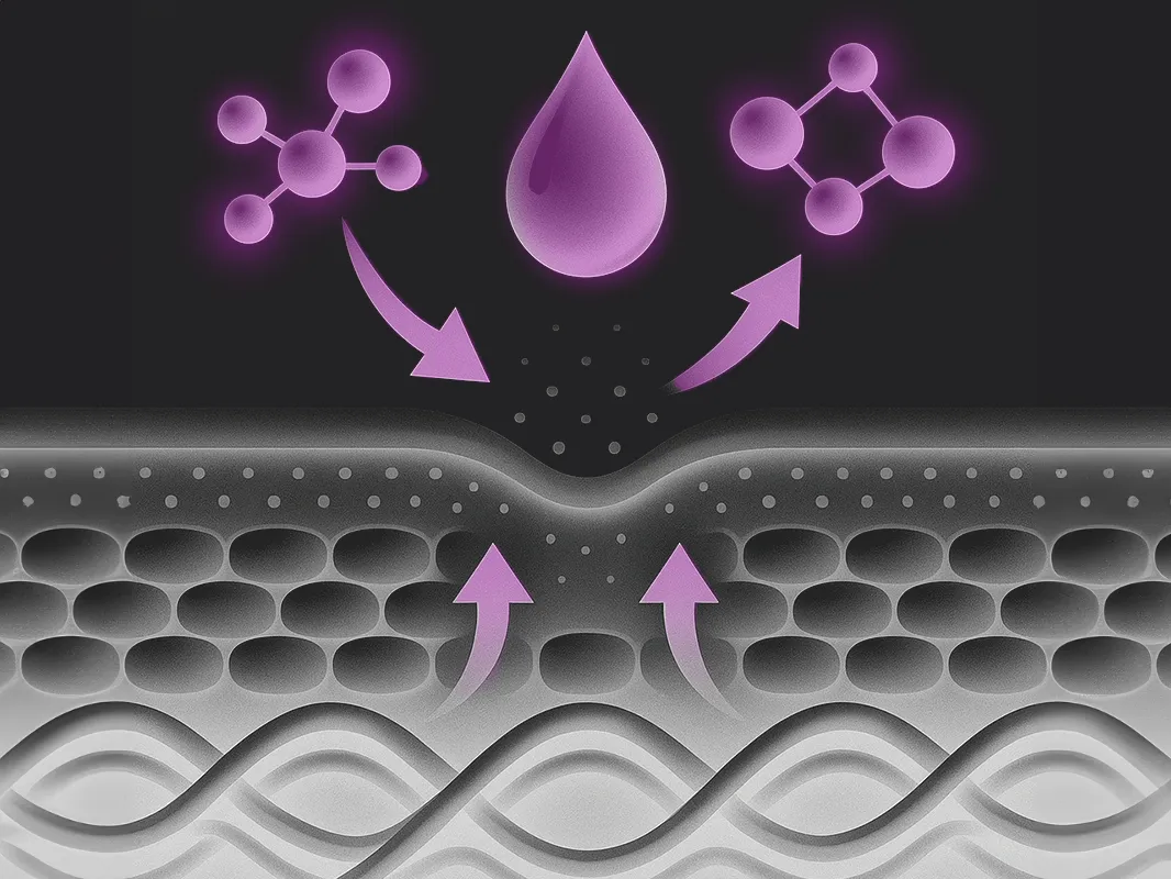 Illustration of the skin and how it absorbs and processes Ariessence Pure PDGF+ treatment. 