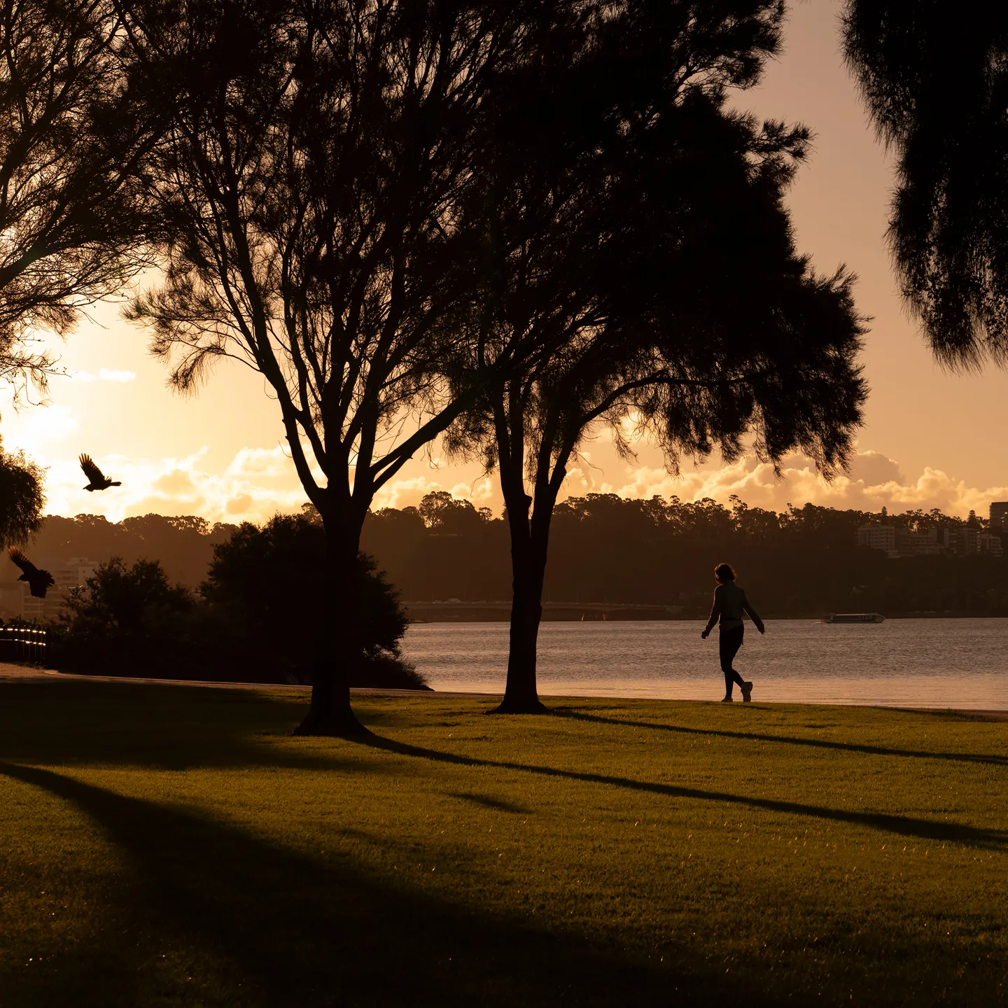 Silhouette of a person walking by a lake at sunset with trees and birds in the foreground.