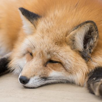 A flompy and sleepy red fox