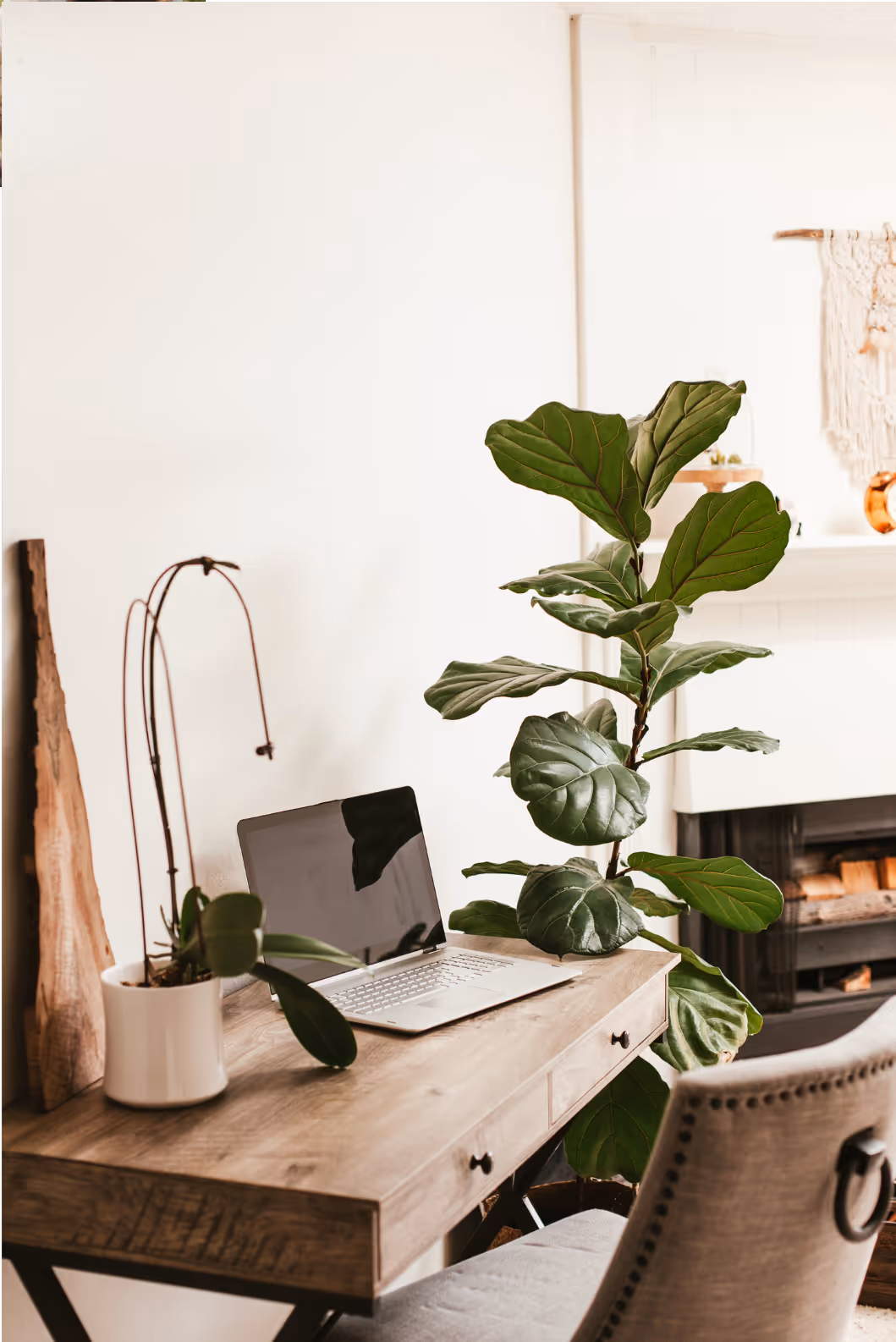 Wooden desk with an open laptop, a potted orchid, and a large green fig plant nearby in a cozy room with a fireplace.