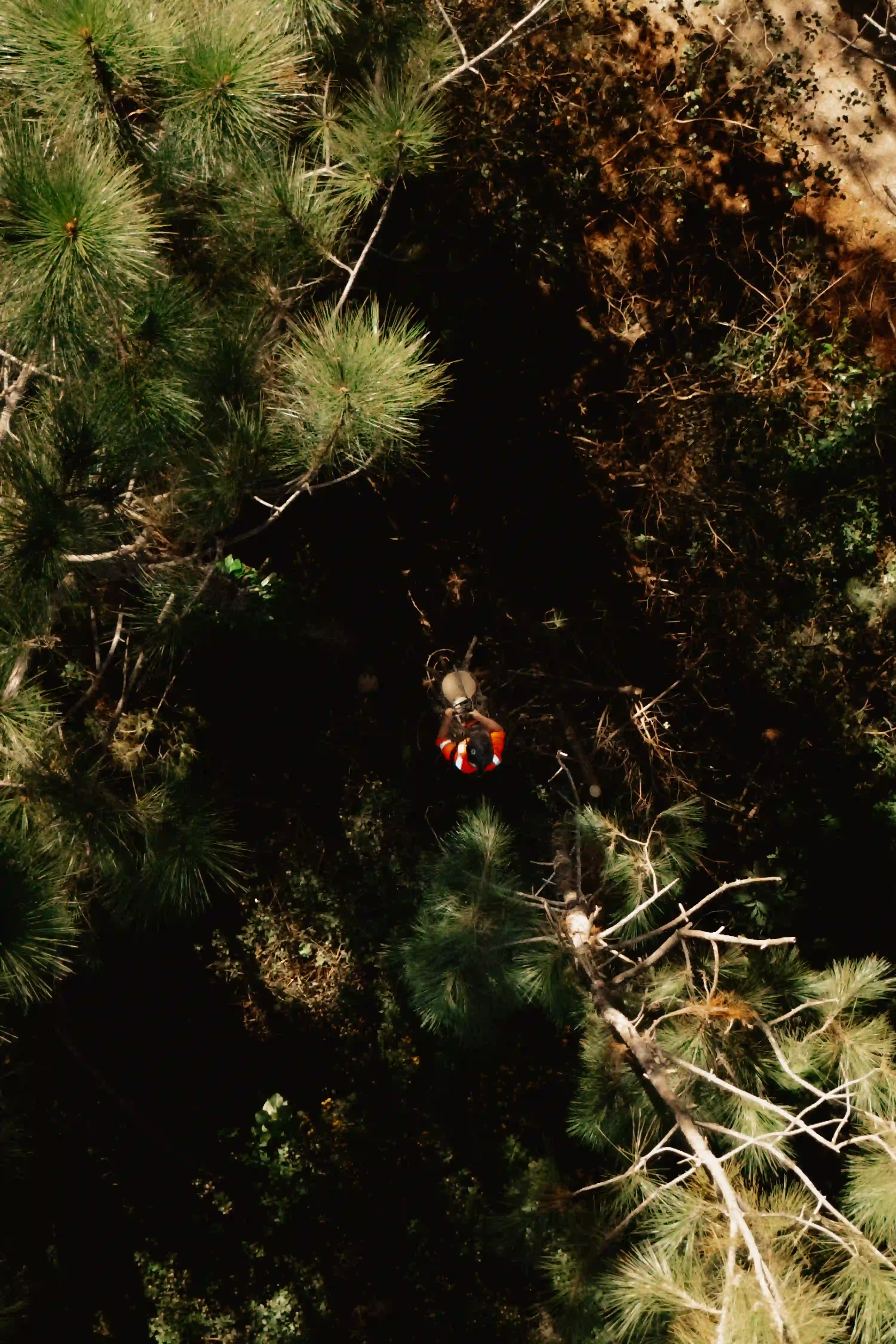 A view from above of a pine tree.