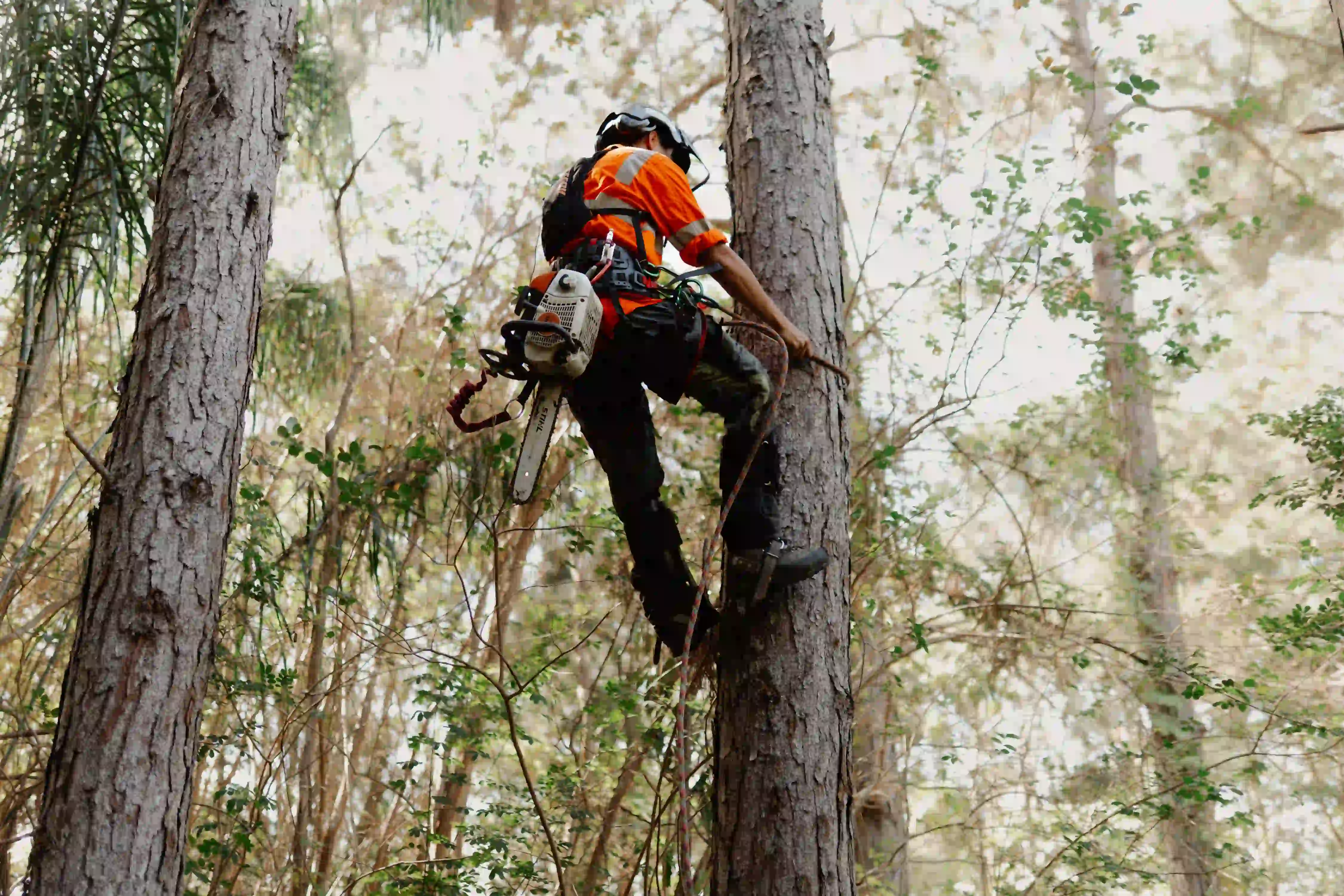A man in an orange shirt is on a tree with a chainsaw.