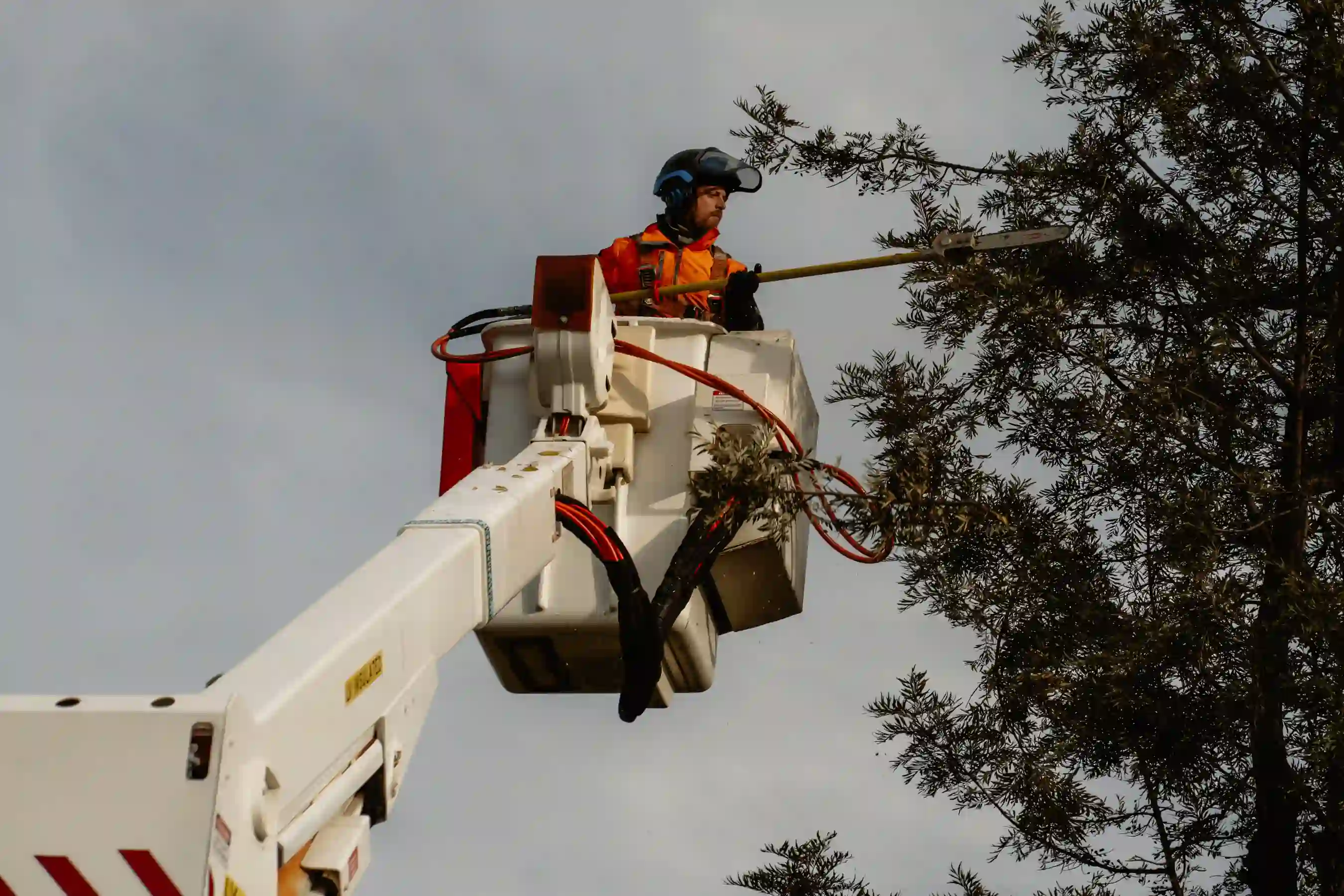 A man on a cherry picker working on a tree.