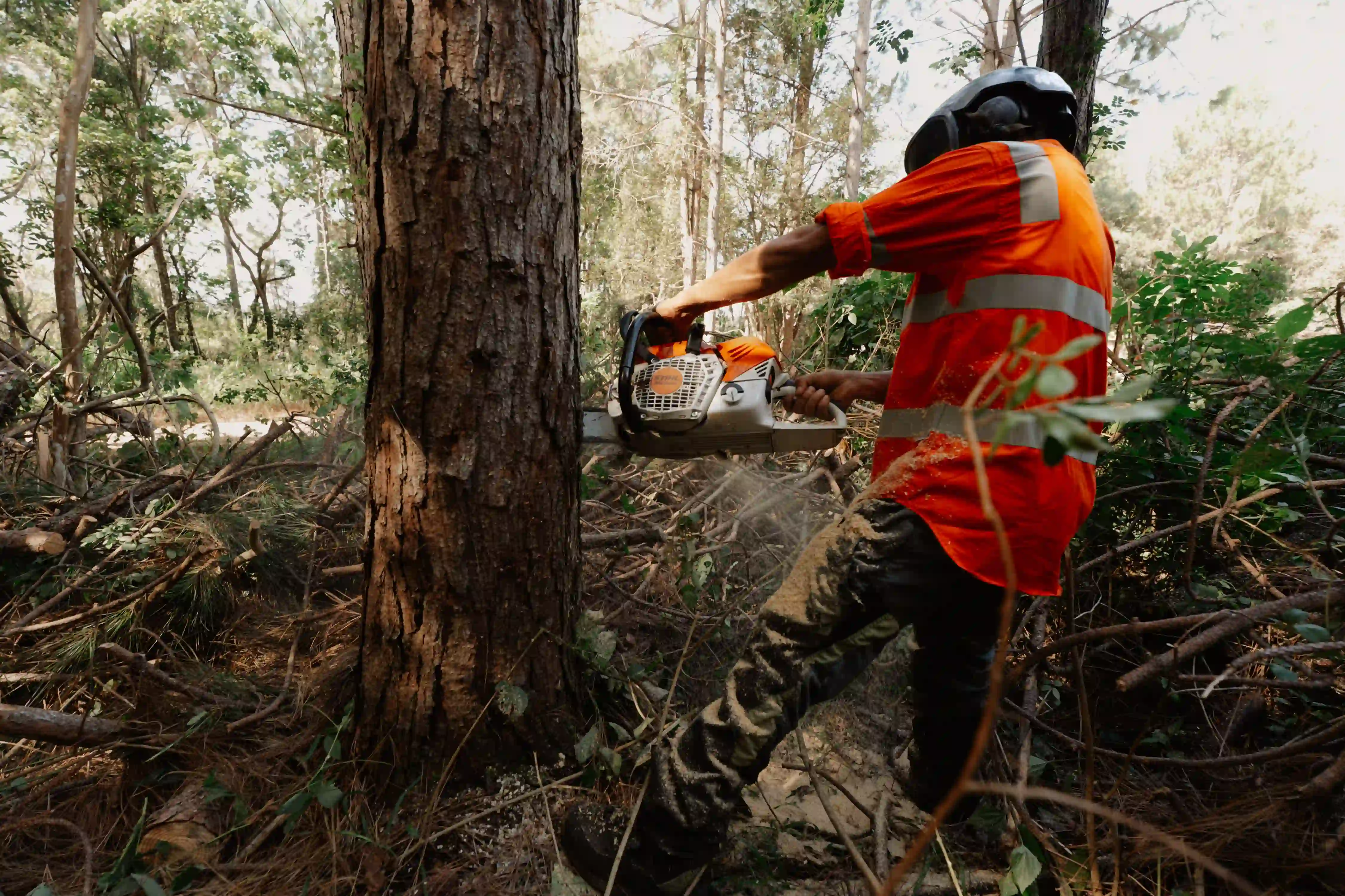 A man in an orange shirt is cutting a tree.