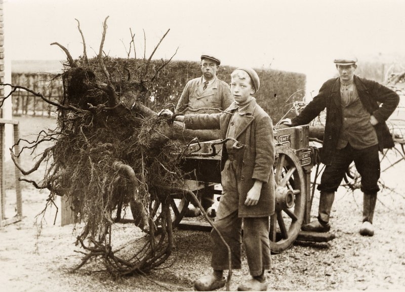 1946-EEN NOTENBOOM VERPLANTEN MET BEHULP VAN DE HANDKAR