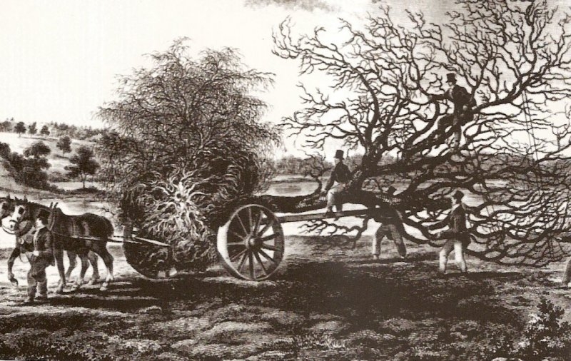 HISTORISCHE VERPLANTING MET DE MALLEJAN