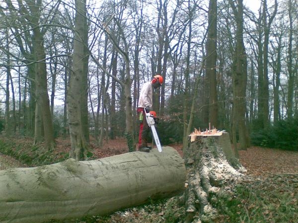 VELLEN (boom)