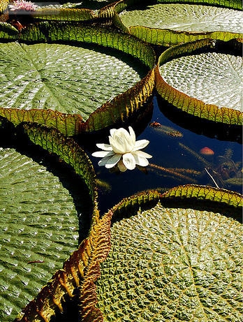 Sortimentstuinen en Botanische tuinen