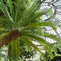 HORTUS BOTANICUS AMSTERDAM