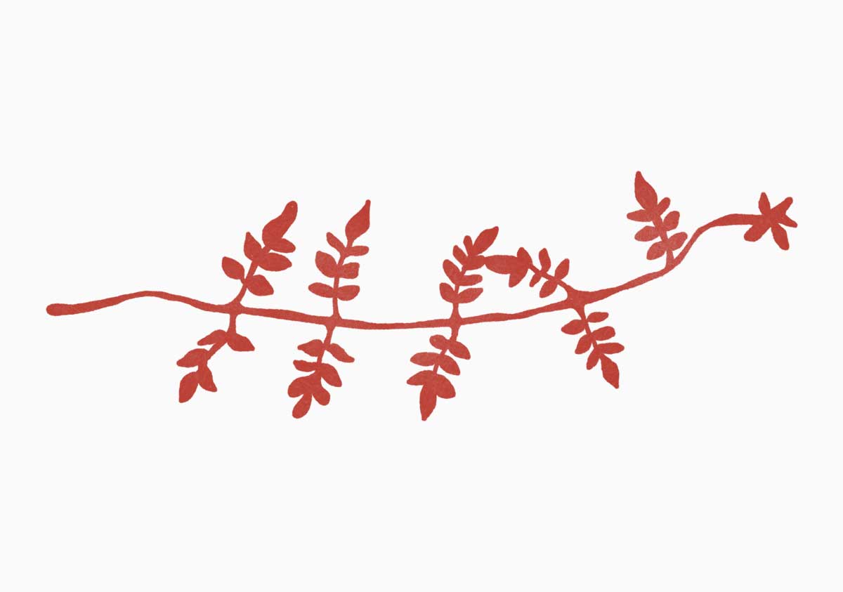 Image représentant une plante