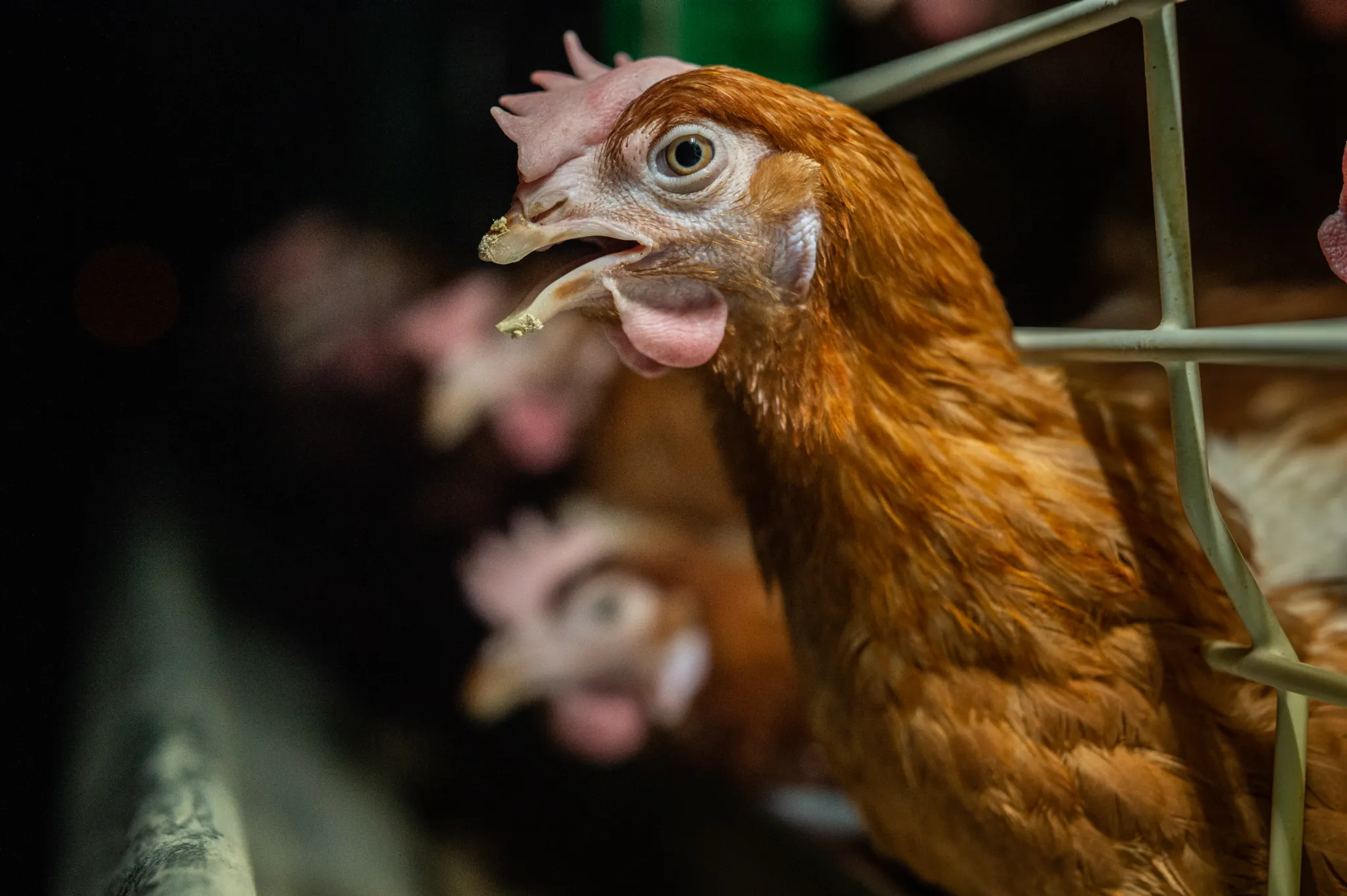 image of volunteers with animals
