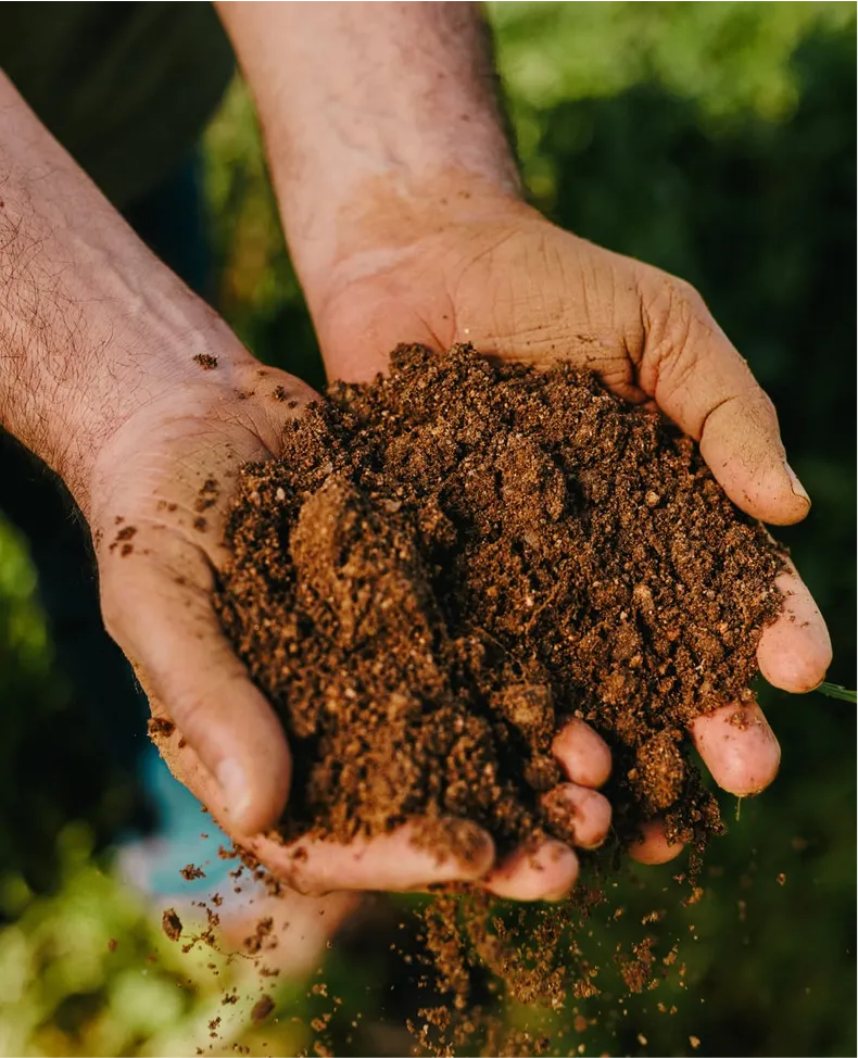 O carácter e a alma dos vinhos Anselmo Mendes