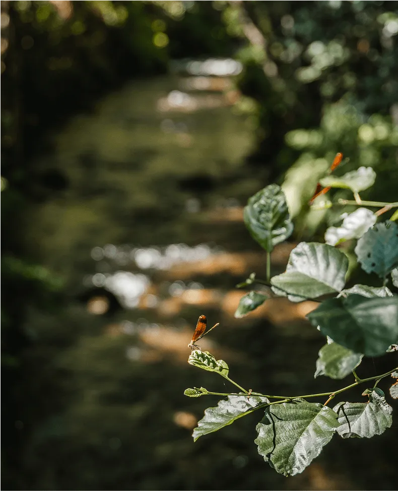 Modo de produção integrada