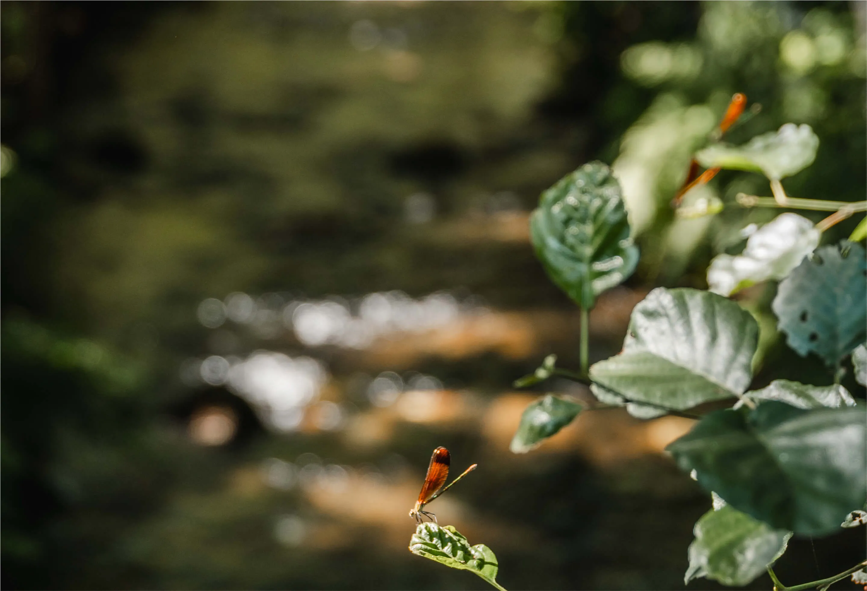 Verde por dentro e por fora
