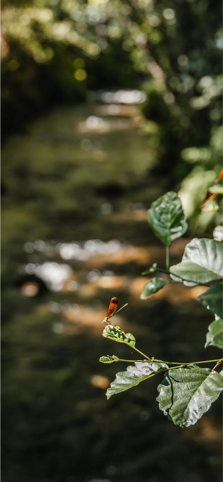 Verde por dentro e por fora