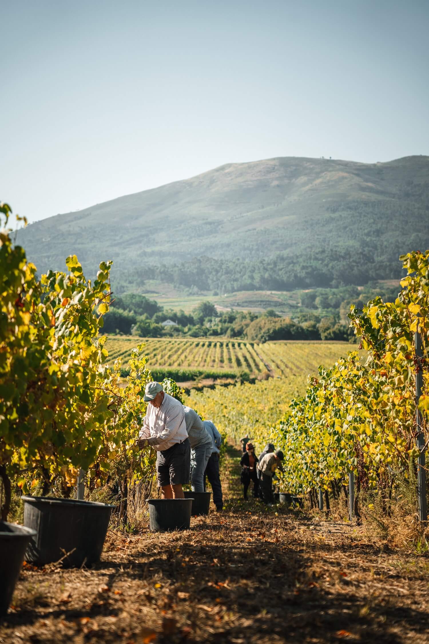Experiência de Vindima
