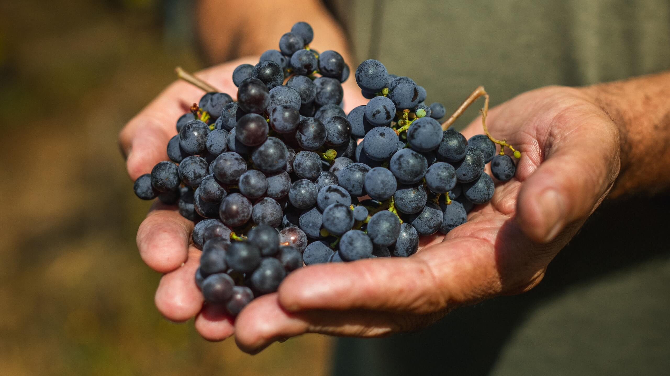 Alvarelhão: a casta ancestral que renasce em Monção