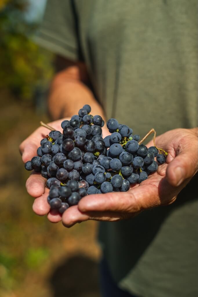 Alvarelhão: a casta ancestral que renasce em Monção