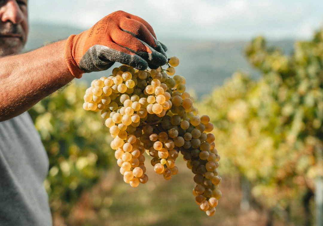 Loureiro: da sombra à ribalta, a casta atlântica de excelência