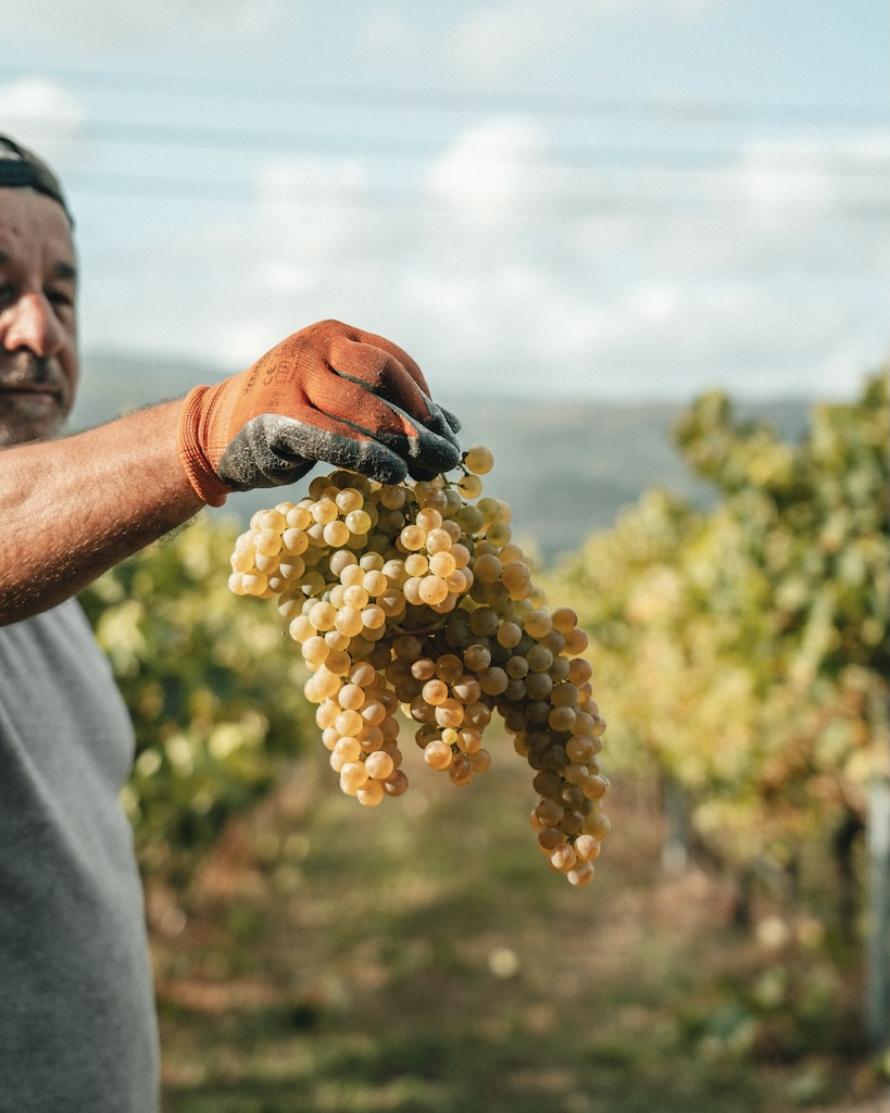Loureiro: da sombra à ribalta, a casta atlântica de excelência