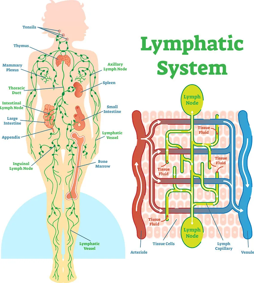 research on lymphatic drainage