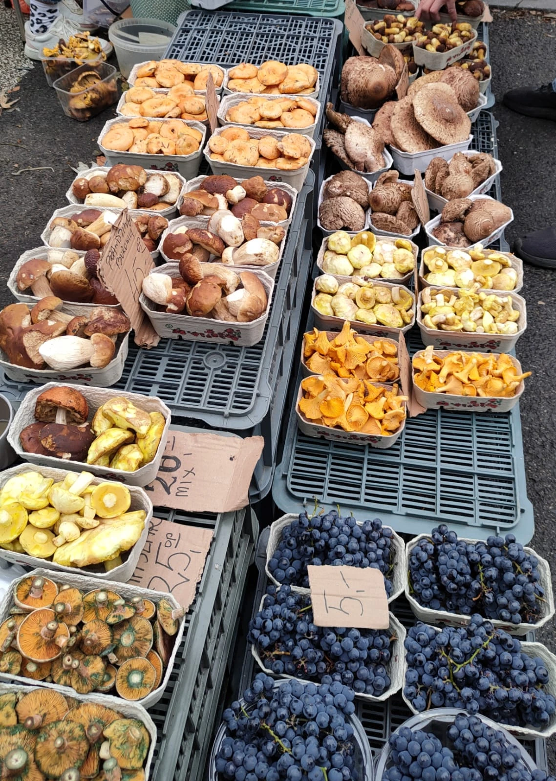 Jesień to sezon na grzyby!