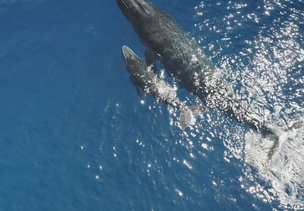 image of webinar setup