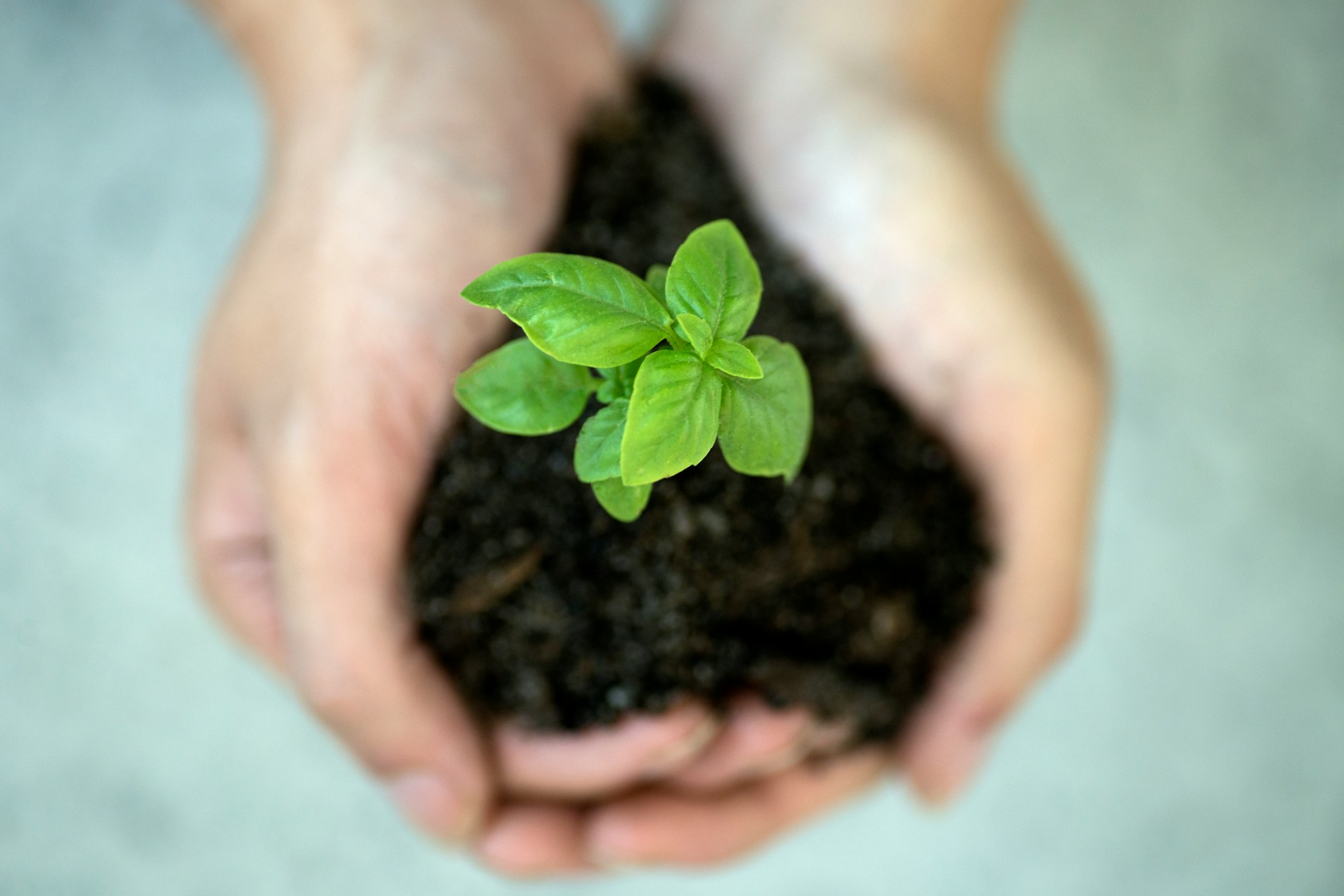 Close-up of hands gently holding a small green plant growing in dark soil, symbolizing growth, care, and sustainability.