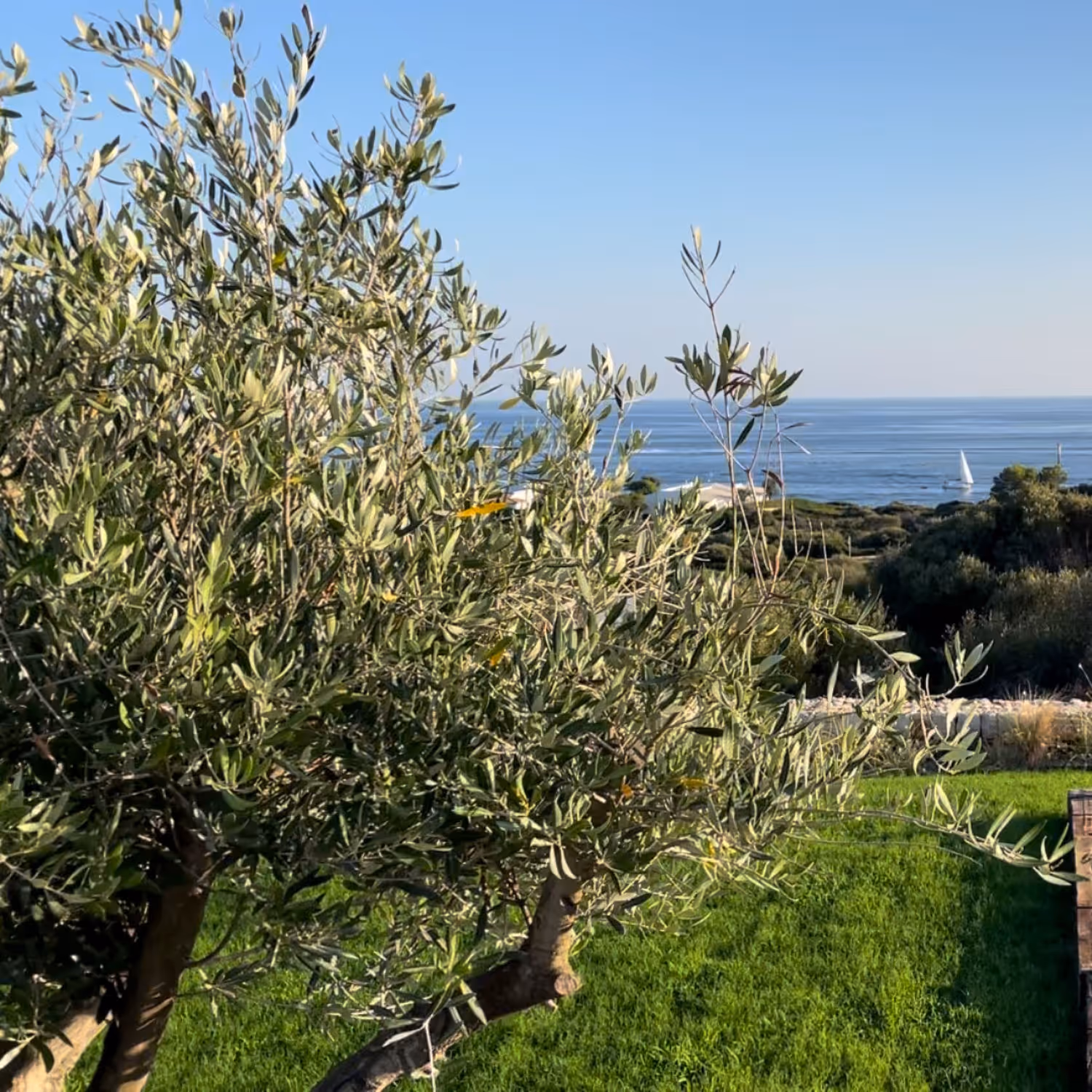 Image that shows a Menorcan coastal landscape with a sailboat sailing in the southern shore calm sea in the background. In the foreground the coast is lush and green, with an olive tree and a grass field in the foreground.