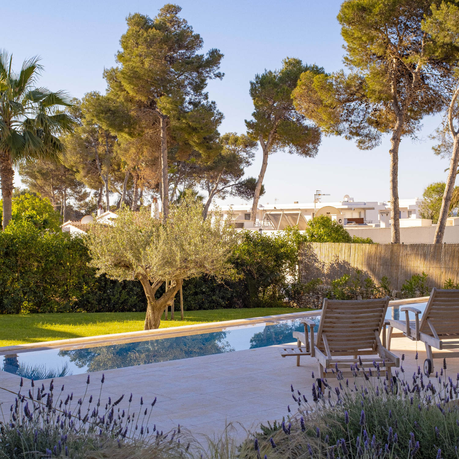Image that shows a Mediterranean setting with a mares stone tile terrace and two sunbeds that overlook an infinity swimming pool. In the background one can see a pristine green lawn with an imposing olive tree in the middle. The garden is surrounded by pine trees.